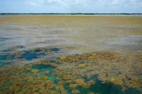 Саргасово море
