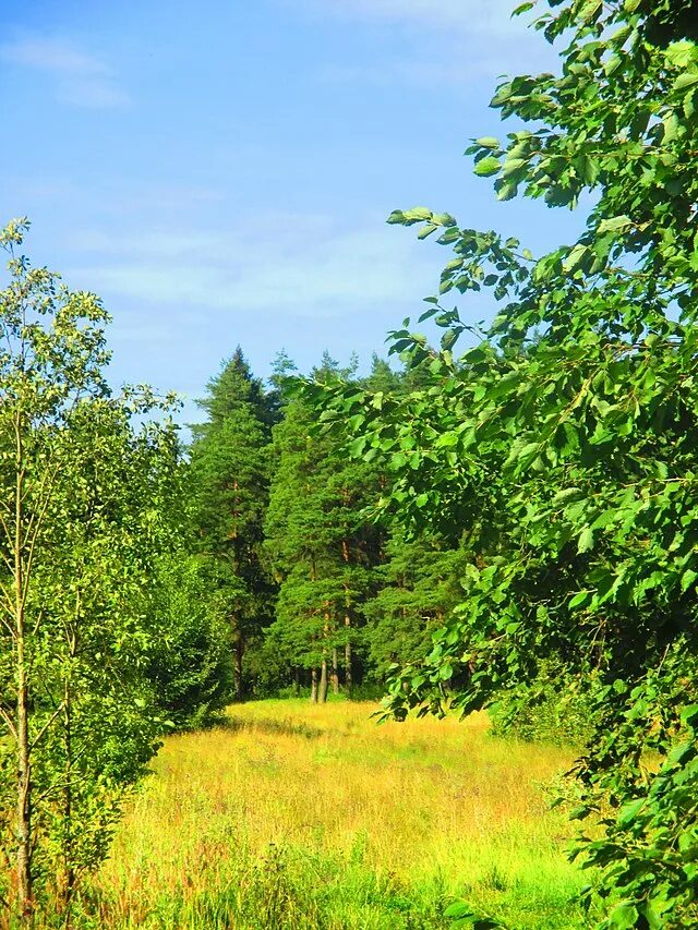 ДЕРЕВЕНСКИЙ ЛЕС photos