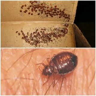 Қожайынның есегін иіскеңіз