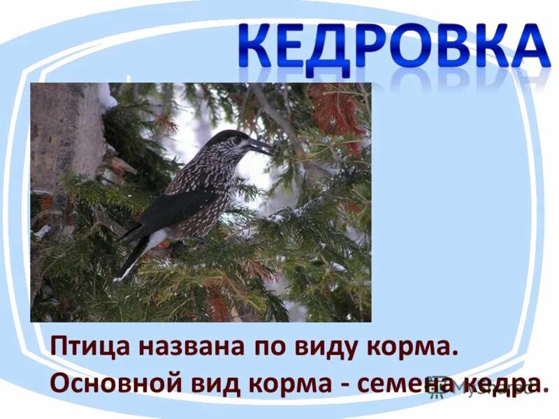 Почему птицу назвали кедровка. Кедровка птица описание. Сообщение о Кедровке. Кедровка птица сообщение. Кедровка птица красная книга.