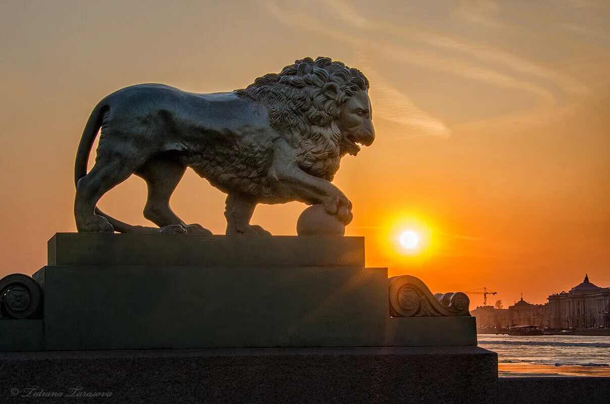 львы у адмиралтейства в санкт-петербурге. каменные львы на набережной санкт петербург. статуя льва в санкт-петербурге. львы у русского музея михайловского дворца в санкт-петербурге. львиный мост санкт-петербург.