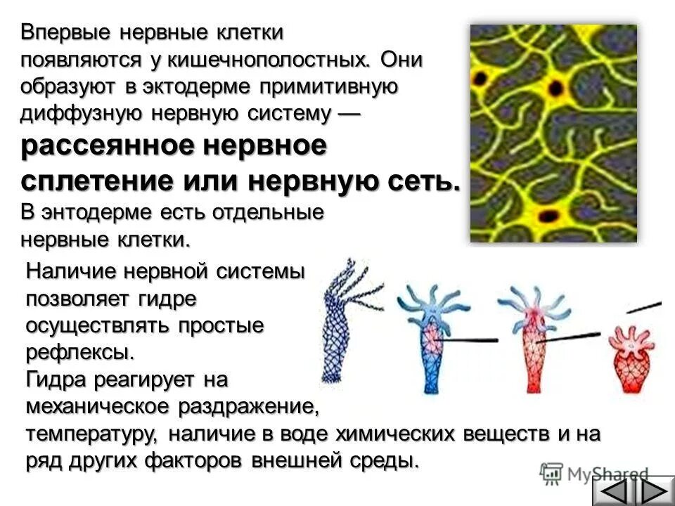Нервная система кишечнополостных функции. Нервные клетки кишечнополостных функции. Гидра нервная система диффузного типа. Нервная сеть кишечнополостных.