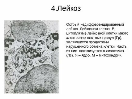 Полость в цитоплазме