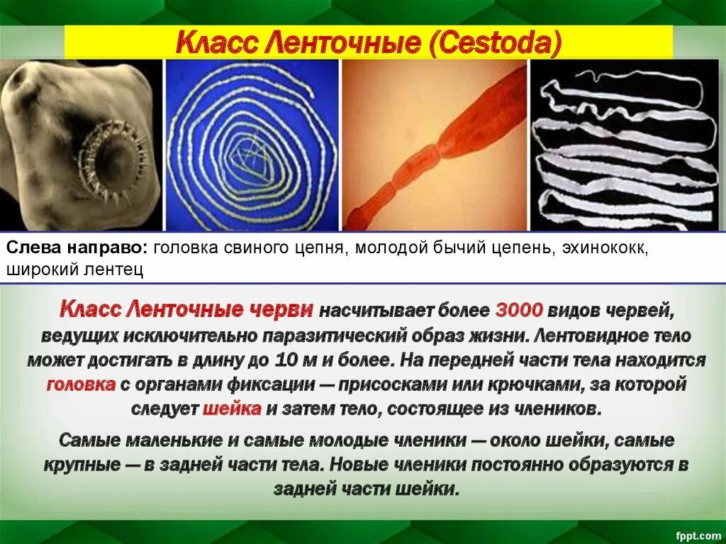 Цепень тип червей. Класс ленточные черви (Cestoda). Ленточные паразиты (класс цестод).. Представители класса ленточные черви цестоды. Ленточные черви бычий цепень.