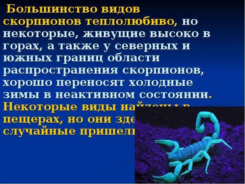 Песня про скорпиона. Все виды скорпионов. Сообщение о Скорпионе. Скорпион презентация. Виды скорпионов названия.