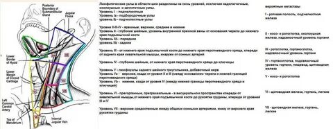 Нормы шейных лимфоузлов у взрослых