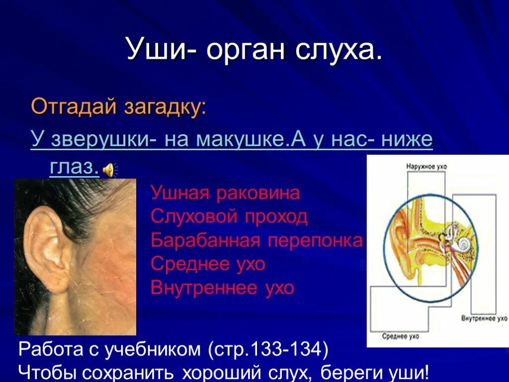 4 рта 4 уха. Уши орган слуха. Органы чувств орган слуха. Интересные факты о строении уха.