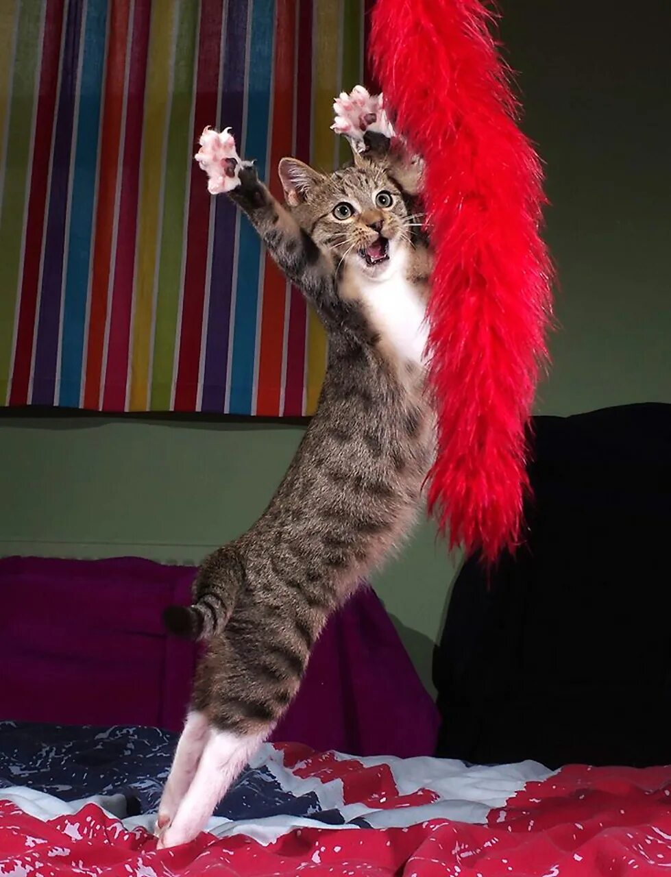 Прикольные кошки. Танцующий кот. Танцующая кошка. Смешной кот. Веселые кошечки