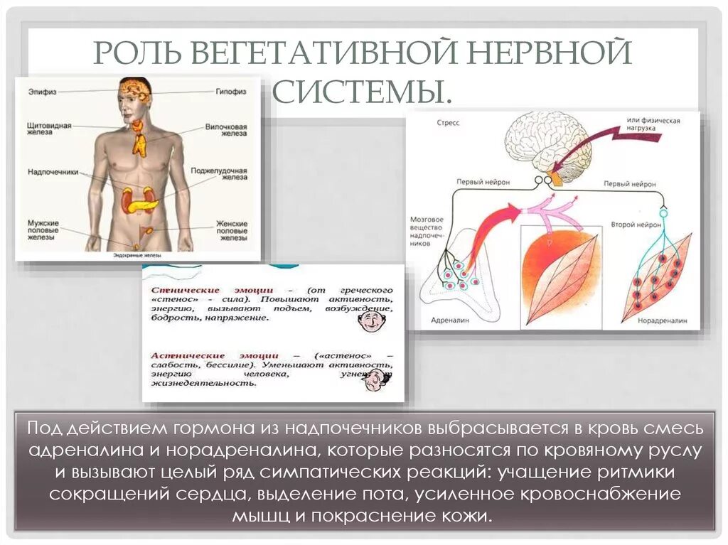 Гормоны вегетативной нервной системы. Вегетативная нервная система и стресс. Вегетативная нервная система при стрессе. Влияние стресса на парасимпатическую нервную систему.