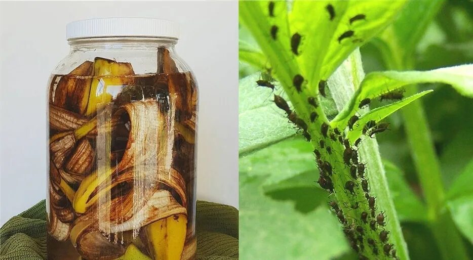 Шутка про банановую кожуру. Почему нельзя выбрасывать банановую кожуру. Мякоть банана. Микроэлементы в банановой кожуре. Банан снимает кожуру.