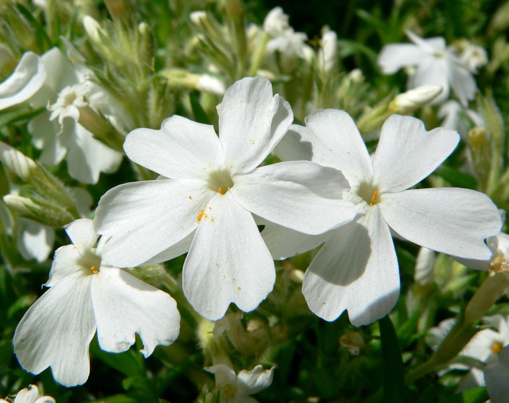 Низкое растение с белыми цветами. Флокс шиловидный 'White Delight'. Флокс шиловидный Уайт Делайт. Флокс шиловидный Вайт Дилайт. Флокс шиловидный Phlox subulata White Delight.