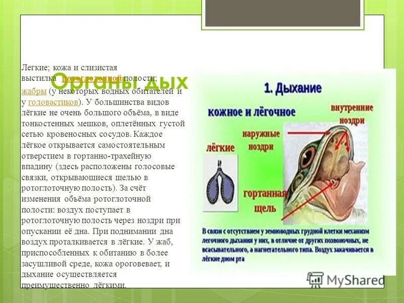 трахейно легочное дыхание у кого. трахейное дыхание у животных. дыхательная система беспозвоночных. трахейно легочное дыхание у кого. дыхательная система система животных.