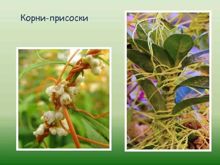 Корни растений паразитов примеры Растений хозяев