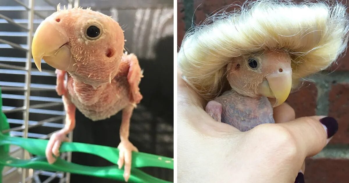 Человек животное без перьев. Лысый попугай корелла. лысый попугай неразлучник. общипанный попугай корелла. попугай без перьев.