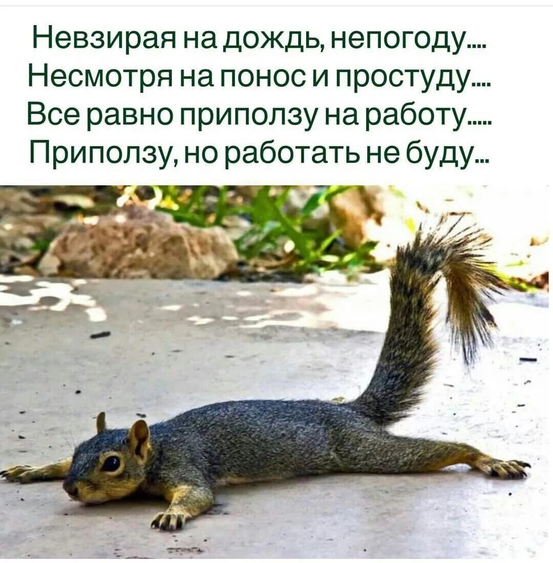 Не взирую на дождь непогоду. Невзирая на дождь непогоду несмотря. Невзирая на дождь непогоду несмотря на понос и простуду. Невзирая на дождь