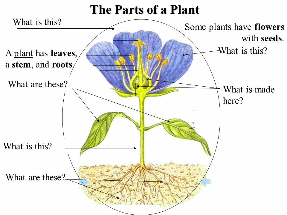 Parts of a Plant. Roots цветы. What is Plant. Parts of a Plant root. Are flowers of life