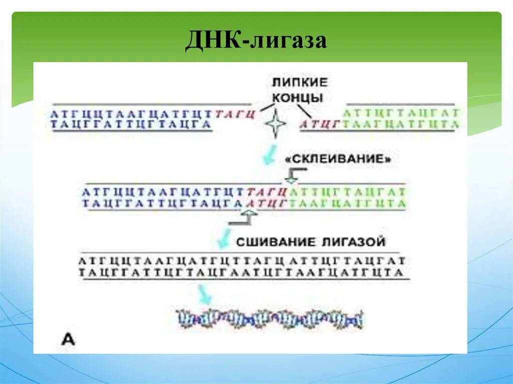 Процесс разрезания молекулы днк с помощью ферментов. Т4 ДНК лигаза. ДНК лигаза функции. Фермент ДНК лигаза. Лигаза функции в репликации.