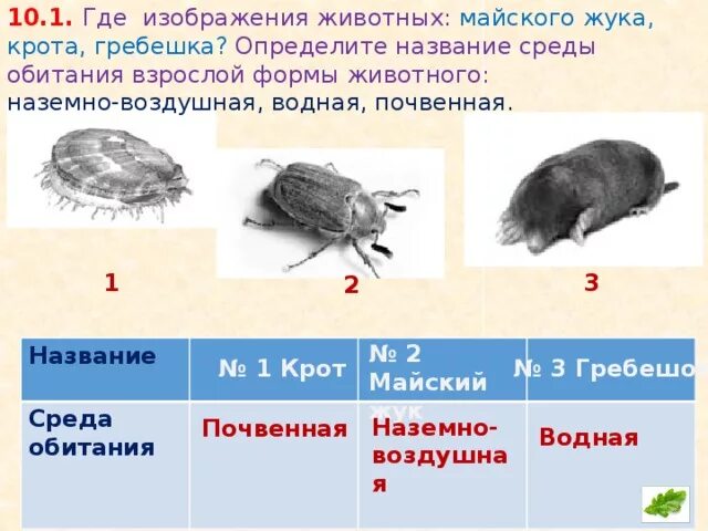 Среда обитания майского жука. Хрущи среда обитания. Хрущ Майский среда обитания. Личинка майского жука обитает в почвенной среде. Среда обитания волка 5 класс биология впр