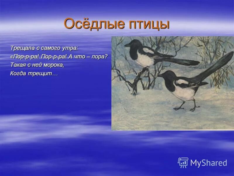 Слово оседлый. Оседлые птицы. Что такое осёдлый образ жизни у птиц. Оседлые зимующие птицы. Птица которая трещит.