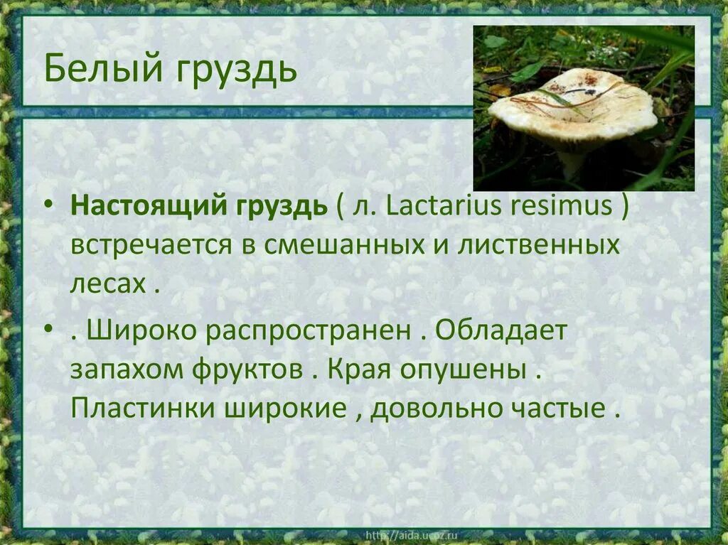 Грибы в Нижегородской области. Груздь настоящий (Lactárius résimus). Сообщение о грибе груздь. Доклад про грибы грузди.