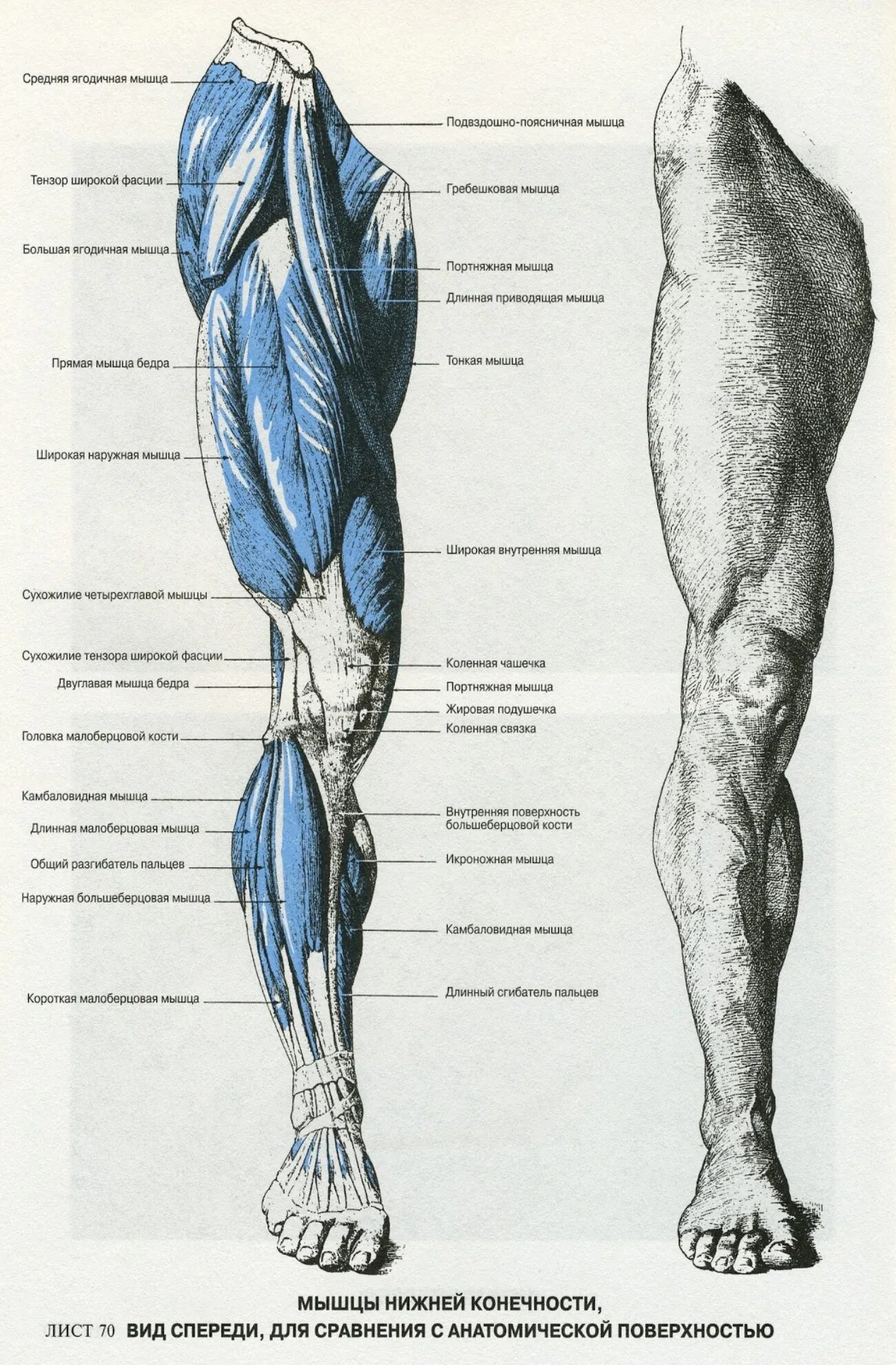 Анатомия ноги названия. Нижняя конечность стопа анатомия кости ноги. Мышцы свободной нижней конечности анатомия. Как называются части стопы человека снизу. Строение мышц голени человека.