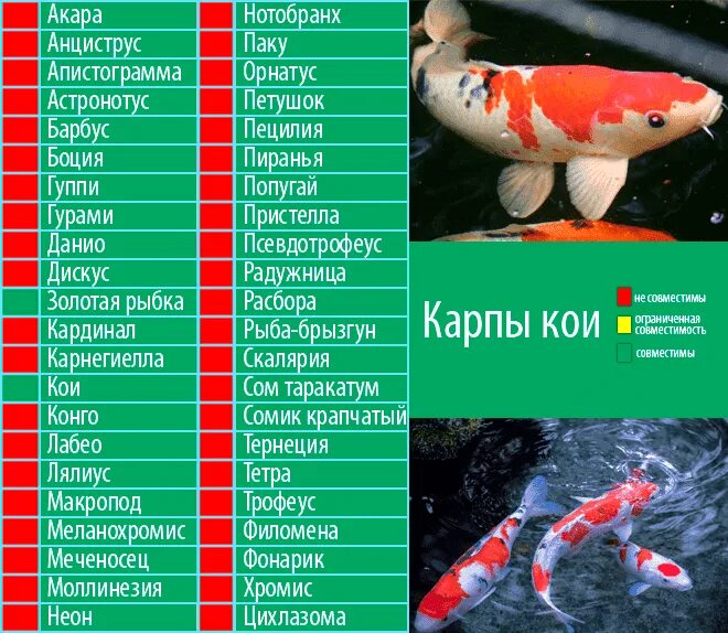 Совмещение рыб. Карп кои совместимость с другими рыбами таблица. карп кои для аквариума совместимость с другими рыбами таблица. карпы кои совместимость с другими рыбками. совместимость карпов кои с другими рыбами.