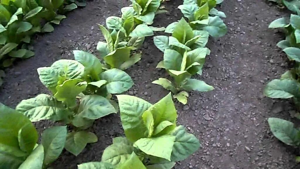Выращивание табака в открытом грунте. Всходы табака курительного. грядки для табака. махорка на грядке.