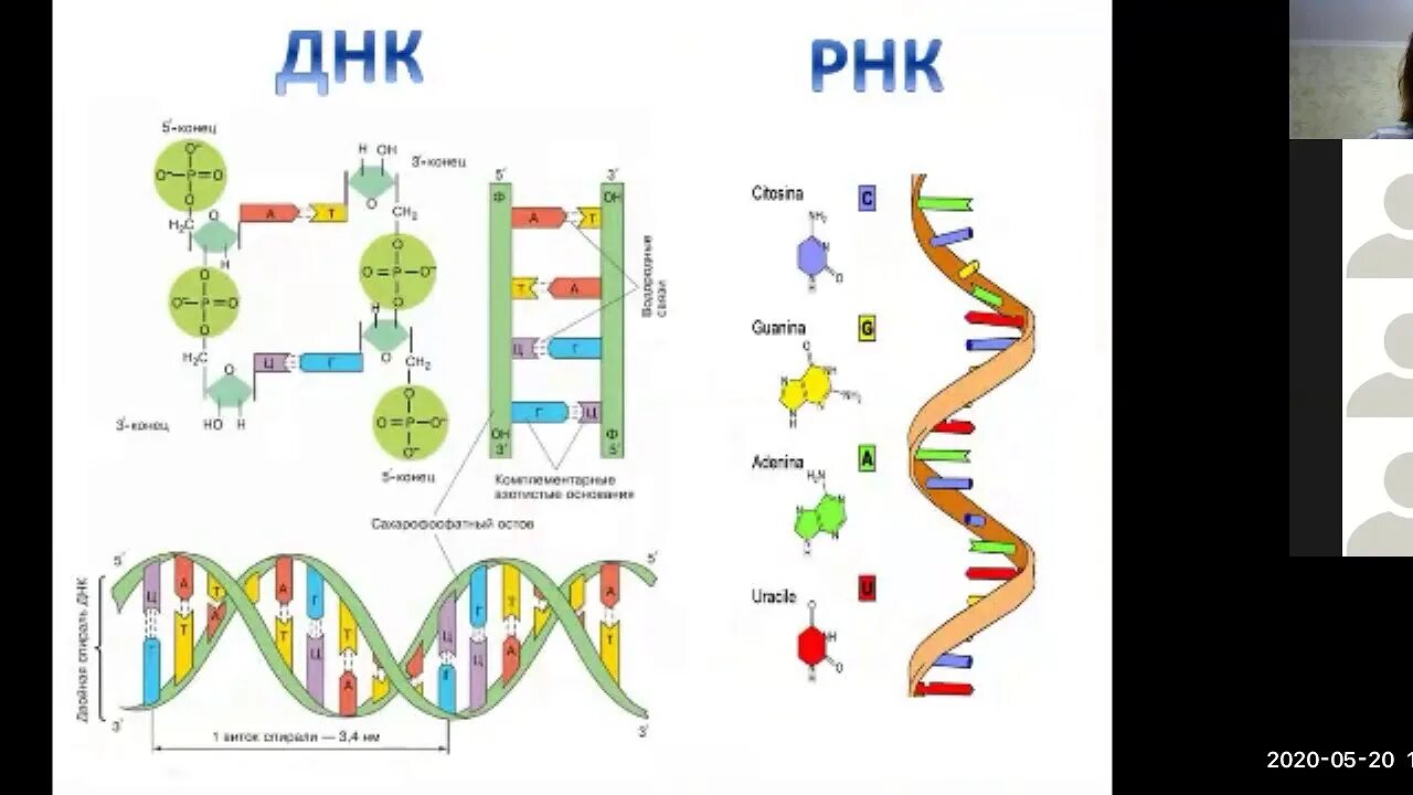 Структура молекулы ДНК И РНК. Структура ДНК И РНК. Строение молекулы ДНК И РНК рисунок. Молекула ДНК И РНК рисунок.