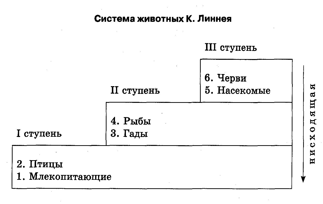 Линней классификация животных. Систематика животных по Линнею.