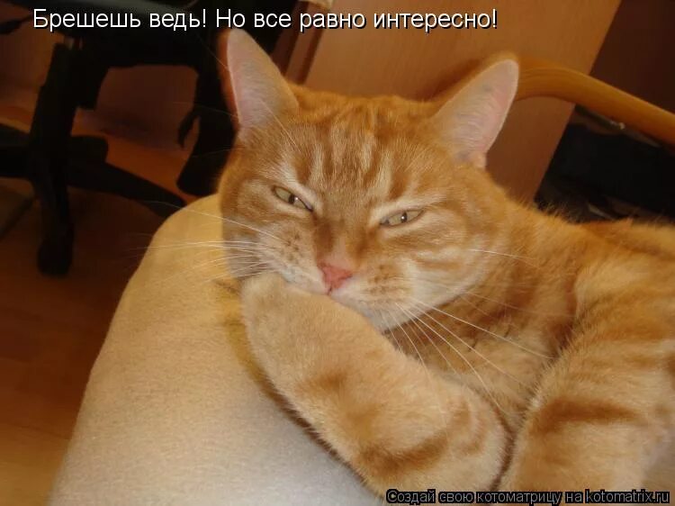 Брешешь. Брешешь. Пьешь поди. Дарить подарок карикатура. Мем брешет.