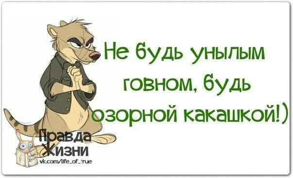 Как не быть унылым. Правда жизни. правда жизни цитаты. не будь унылым говном будь озорной какашкой. правда жизни картинки.