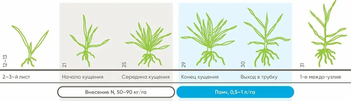 Пшеница в фазе выхода в трубку