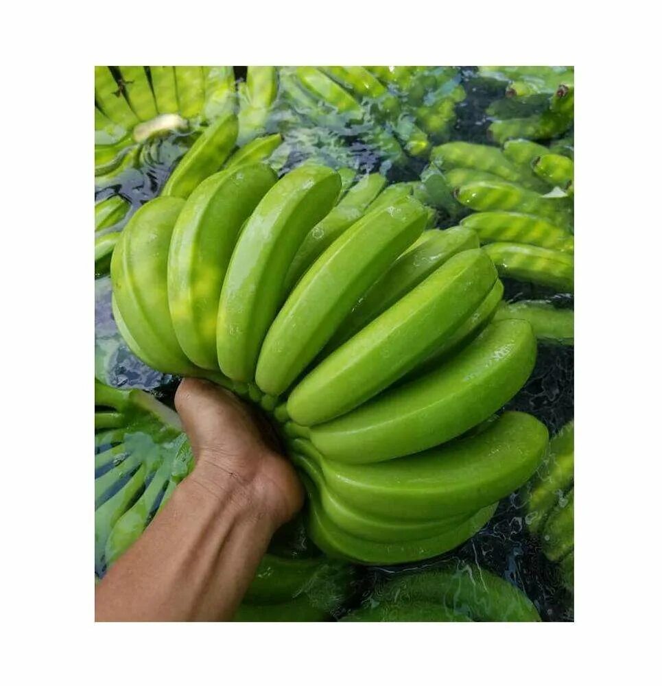 Листья Кавендиш банан. Зеленые бананы. Большой зеленый банан. Ги зеленого банана.