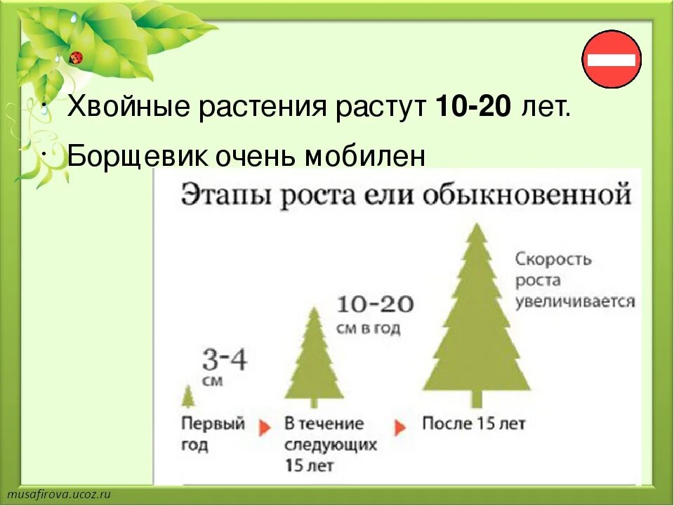 Примерная высота сосны. Сколько растет ель. Сколько лет растет ель. Сколько лет растет ель обыкновенная. Сколько лет растет елка.