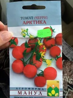 Арктический томат описание