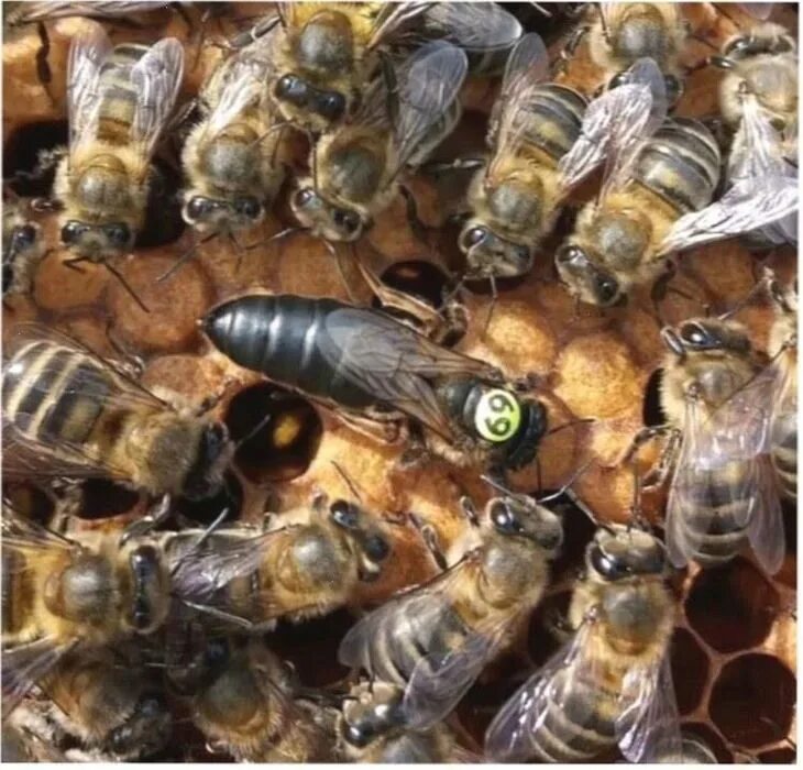 Породы пчел купить. Пчеломатка Карпатка. Матки Карпатка 2021. Карника Тройзек. Матки Карника Карпатка.