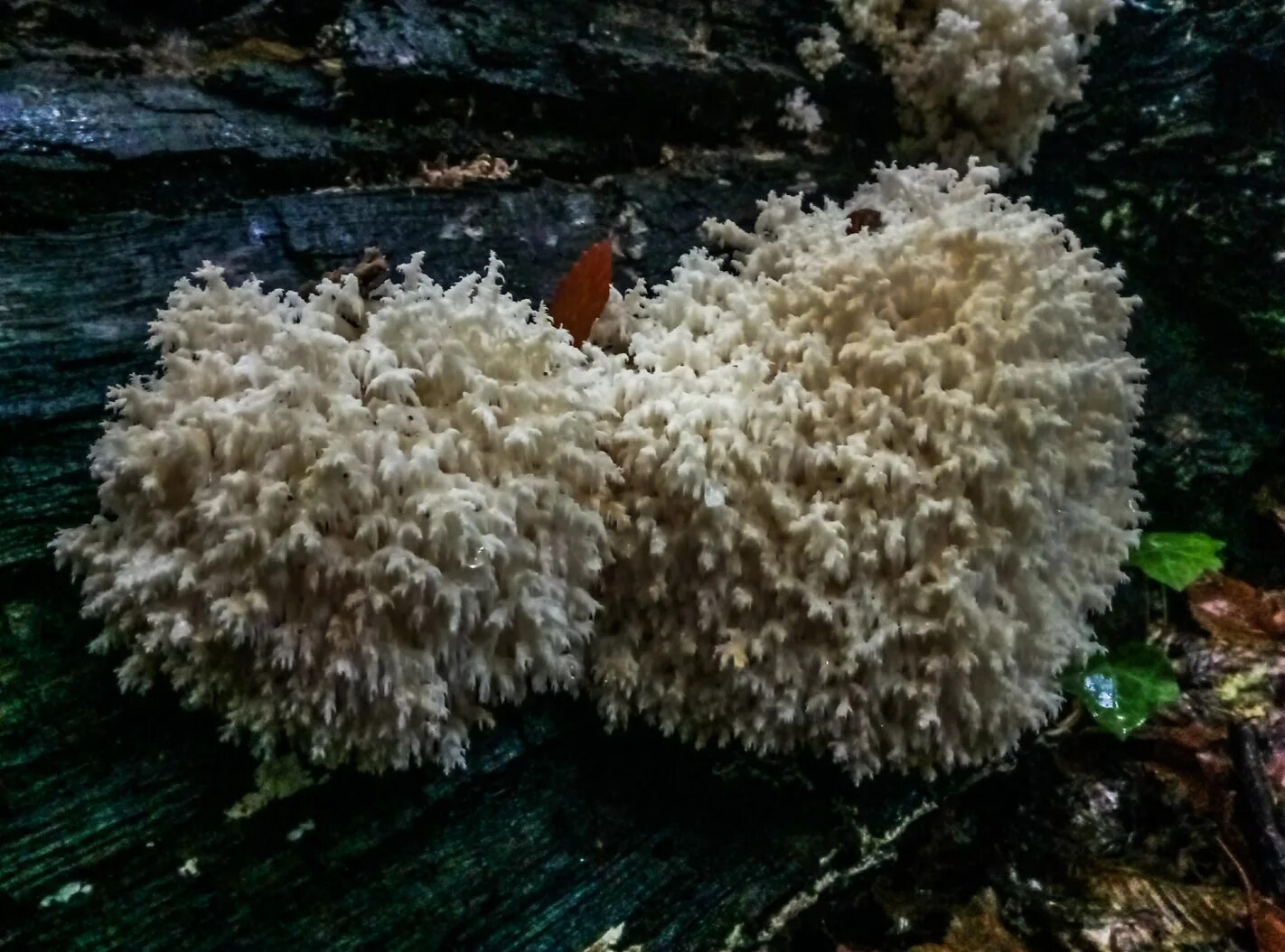 Где растет ежовик в россии. Ежовик коралловый гриб. Гриб ежовик гребенчатый. Гриб ежевик коралловидный. Ежовик гребенчатый (Hericium Erinaceus).