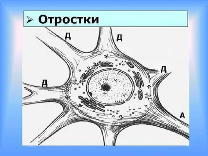 Нейроцит