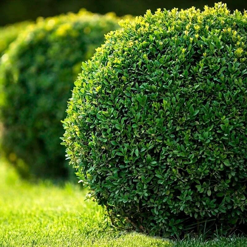 Заросли низкорослых вечнозеленых. Buxus sempervirens изгородь. Буксус семпервиренс. Самшит хамелеон. Кизильник блестящий шар.