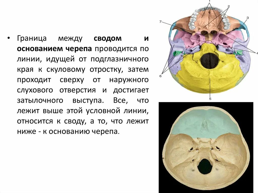 Основание черепа отделы. Наружная поверхность основания черепа границы. Наружная поверхность основания черепа отделы. Отверстия наружного основания черепа. Передний отдел наружного основания черепа.