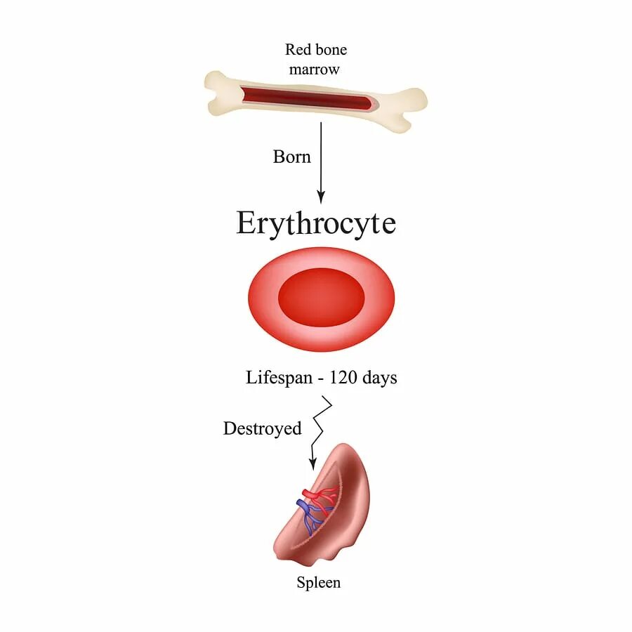Селезенка и эритроциты. Клетки крови эритроциты. Красные кровяные тельца крови. Селезенка какие клетки крови.