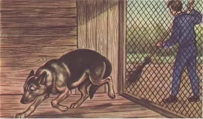 Пассивно оборонительная реакция. Способы защиты насекомых от врагов. Пассивно оборонительная. Оборонительный рефлекс у собаки. Условные и безусловные рефлексы животных.