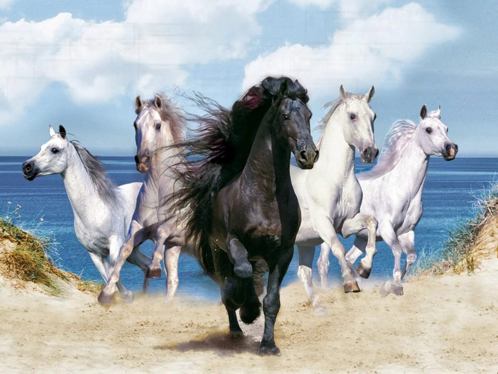 Красивые лошади. Табун лошадей. Стадо лошадей. Очень красивые лошади. Картинки лошадей на заставку