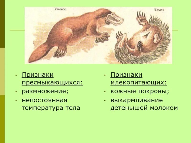 Температура тела животного млекопитающих. Переходные формы между пресмыкающимися и млекопитающими. признаки пресмыкающихся. размножение плацентарных млекопитающих. размножение плацентарных млекопитающих и пресмыкающихся.