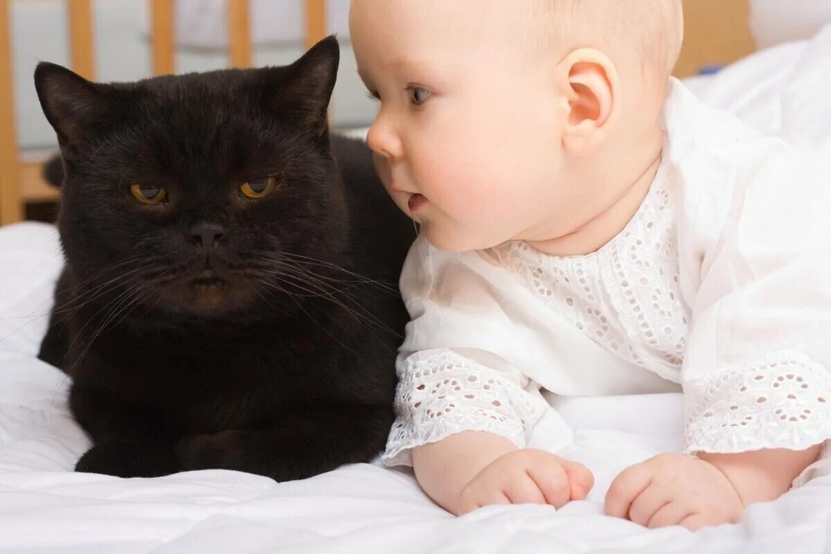 Котенок играет малыша. Кошка для детей. Котёнок-ребёнок. Британская кошка и ребенок. Кот и младенец.