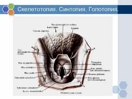 Синтопия мочевого пузыря