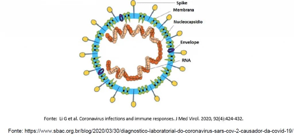 Коронавирус структура SARS-cov-2. Антигенная структура SARS-cov-2. Нуклеокапсид вируса это. Строение вируса SARS-cov-2.