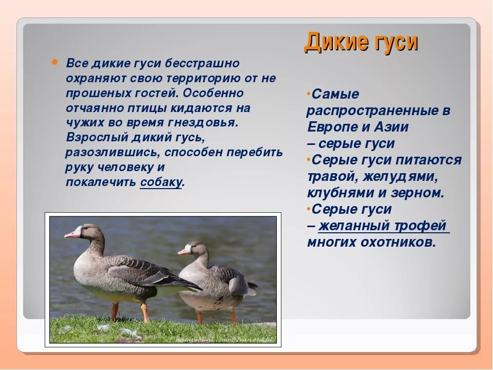 Утка ст 5 описание породы отзывы. Гуси перелетные птицы описание. Описание гуся. Дикий Гусь описание. Гусь описание для детей.