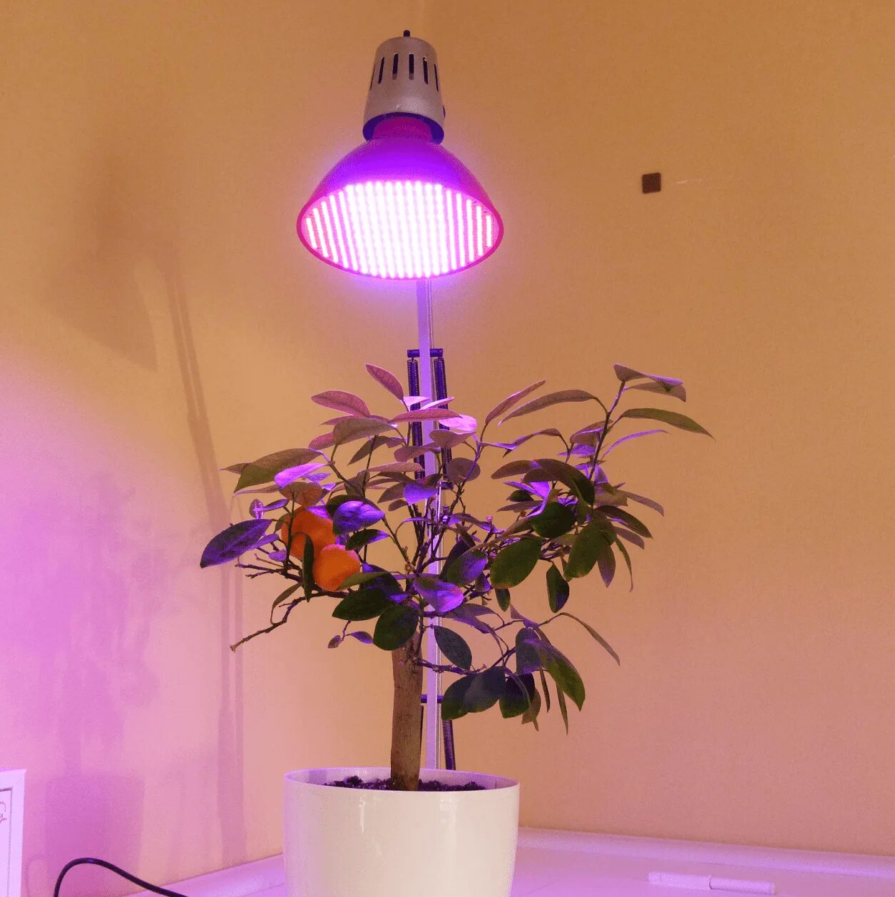 Освещение для растений. Лампа для досветки растений. Лампы для цветов комнатных. Светильник для цветов комнатных. Фитолампы в интерьере.