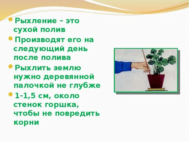 Для рыхления цветов комнатных. Полив посаженных растений. Рыхлить комнатные растения. Агротехника по выращиванию бархатцев. Рыхление комнатных растений.